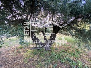 Αγροτεμάχια 6.500 τ.μ. προς πώληση, Μάλες-thumb-15