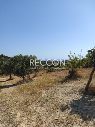 Αγροτεμάχια 8.500 τ.μ. για πώληση, Εύβοια, Κύμη