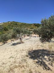 Αγροτεμάχια 8.500 τ.μ. για πώληση, Εύβοια, Κύμη-thumb-8
