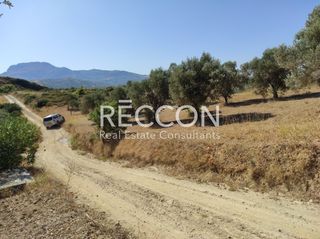 Αγροτεμάχια 8.500 τ.μ. για πώληση, Εύβοια, Κύμη-thumb-9