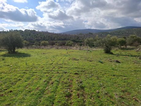 Parcel 4.613sqm for sale-Vilia » Profitis Ilias