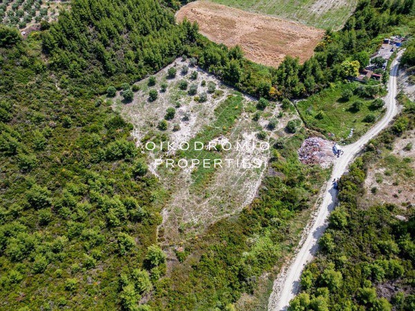 Αγροτεμάχια 4.440 τ.μ. προς πώληση, Πευκοχώρι