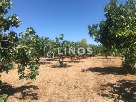Οικόπεδο 10.388τ.μ. για πώληση-Αίγινα