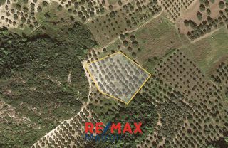Αγροτεμάχια 6.030,86 τ.μ. προς πώληση, Πολύχρονο-thumb-10