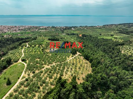 Αγροτεμάχια 5.975,32τ.μ. για πώληση-Σιθωνία