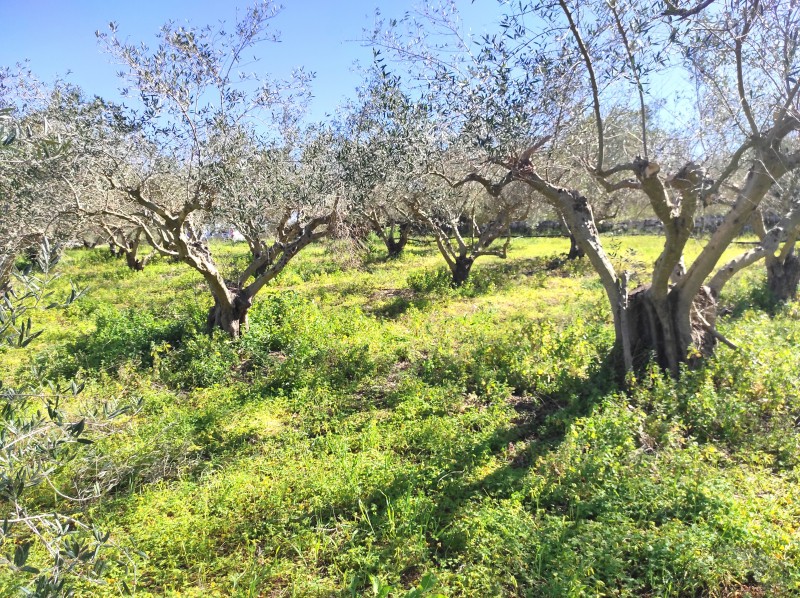 Οικόπεδο 3.059 τ.μ. πρός πώληση, Ν. Ρεθύμνου, Αρκάδι