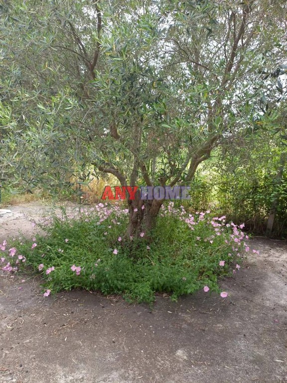 Μονοκατοικία 70 τ.μ. προς πώληση, Παραλία Νέας Τριγλίας