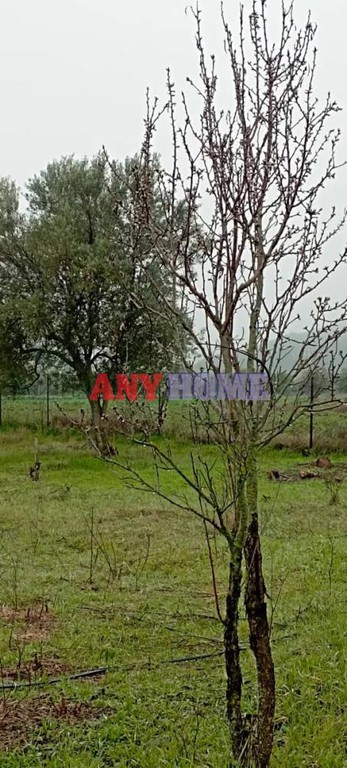 Αγροτεμάχια 5.340 τ.μ. προς πώληση, Λουτρά Λαγκαδά
