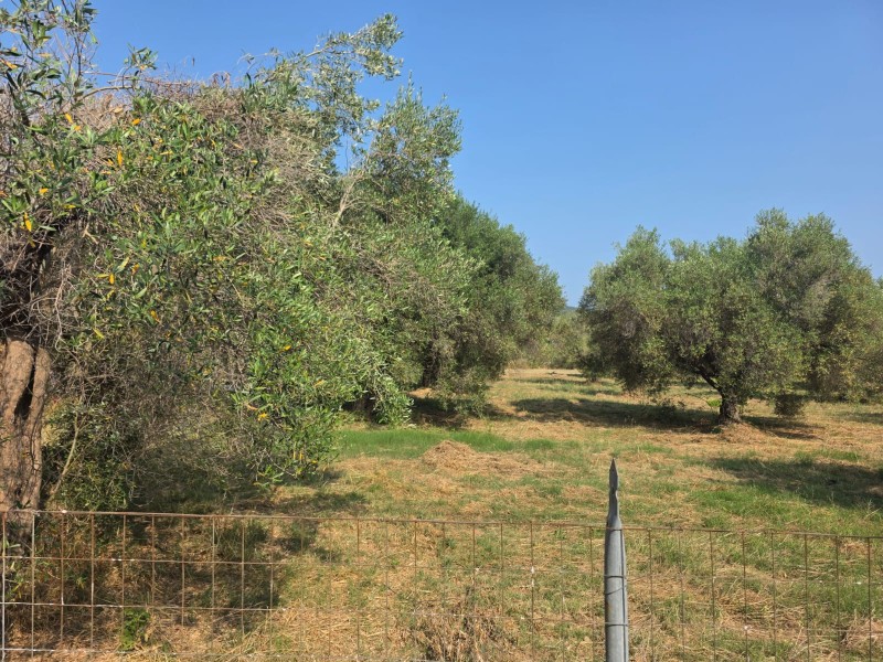 Οικόπεδο 2.349 τ.μ. προς πώληση, Κουφός Τορώνης