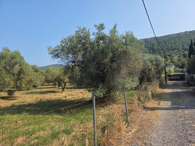 Οικόπεδο 2.349 τ.μ. προς πώληση, Κουφός Τορώνης