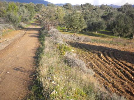 Αγροτεμάχια 4.500τ.μ. για πώληση-Αμάρυνθος » Καλλιθέα