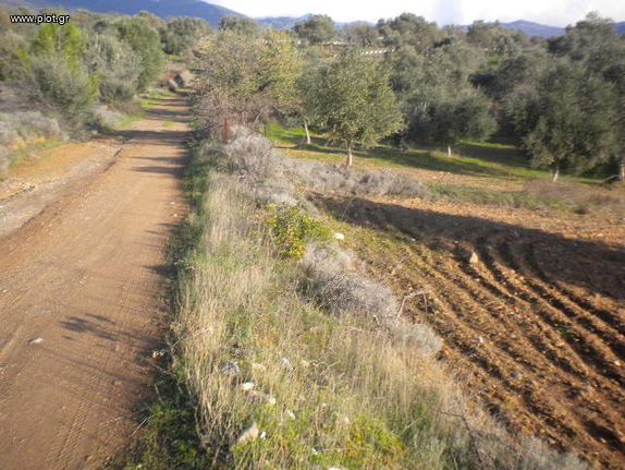 Αγροτεμάχια 4.500 τ.μ. για πώληση, Εύβοια, Αμάρυνθος