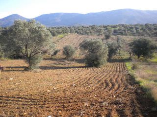 Αγροτεμάχια 4.500 τ.μ. για πώληση, Εύβοια, Αμάρυνθος-thumb-2