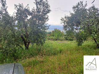 Αγροτεμάχια 13.000 τ.μ. για πώληση