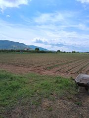 Πωλούνται κρεμμύδια ρασατι κόκκινο  και άσπρο