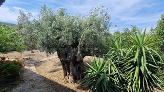 Μονοκατοικία 80 τ.μ. για ενοικίαση, Κορινθία, Λουτράκι-Περαχώρα-thumb-18