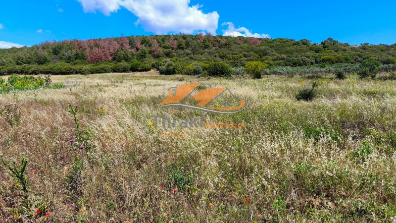 Αγροτεμάχια 2.500 τ.μ. προς πώληση, Παλαγία