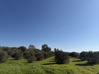 Αγροτεμάχια 2.100 τ.μ. για πώληση