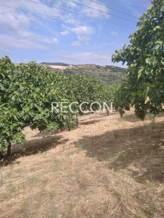 Αγροτεμάχια 25.000 τ.μ. για πώληση, Φθιώτιδας, Πελασγία