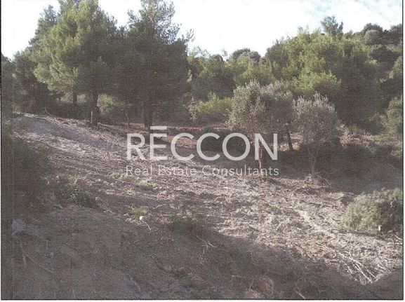 Αγροτεμάχια 4.850 τ.μ. για πώληση, Εύβοια, Κύμη