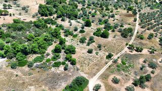 Αγροτεμάχια 6.505 τ.μ. για πώληση, Αργολίδα, Κρανίδι-thumb-14