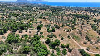 Αγροτεμάχια 6.505 τ.μ. για πώληση, Αργολίδα, Κρανίδι-thumb-12