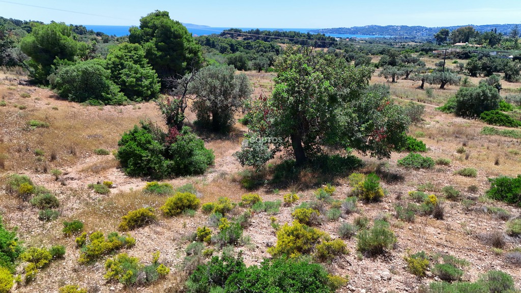 Αγροτεμάχια 6.505 τ.μ. πρός πώληση, Αργολίδα, Κρανίδι