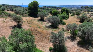 Αγροτεμάχια 6.505 τ.μ. για πώληση, Αργολίδα, Κρανίδι-thumb-19