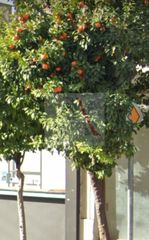 Κατάστημα 38 τ.μ. για ενοικίαση