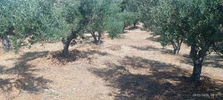 Αγροτεμάχια 4.000 τ.μ. προς πώληση, Ψάθη Ιεράπετρας-thumb-2