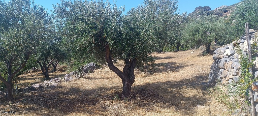 Αγροτεμάχια 4.000 τ.μ. πρός πώληση, Ν. Λασιθίου, Ιεράπετρα