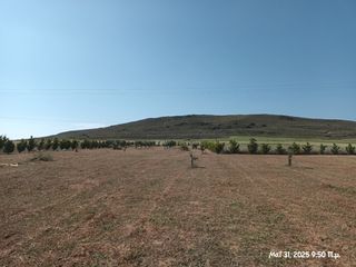 Αγροτεμάχια 6.057 τ.μ. για πώληση, Ν. Λέσβου, Λήμνος - Μούδρος-thumb-3