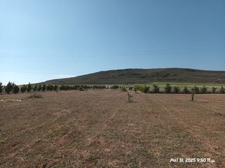 Αγροτεμάχια 6.057 τ.μ. για πώληση, Ν. Λέσβου, Λήμνος - Μούδρος-thumb-4