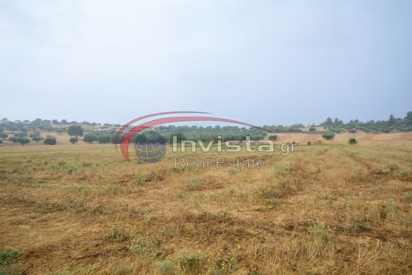 Αγροτεμάχια 5.000 τ.μ. για πώληση