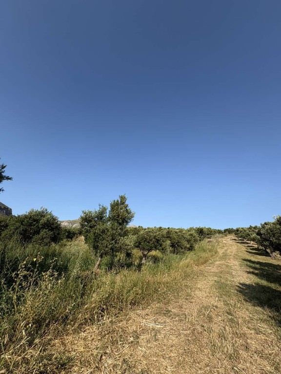 Αγροτεμάχια 4.260 τ.μ. πρός πώληση, Ν. Ρεθύμνου, Φοινίκας