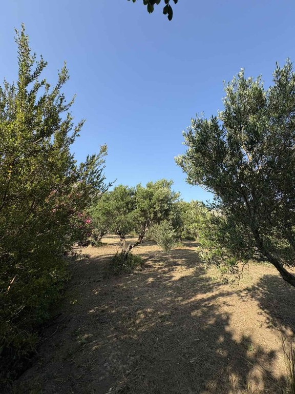 Αγροτεμάχια 4.260 τ.μ. πρός πώληση, Ν. Ρεθύμνου, Φοινίκας