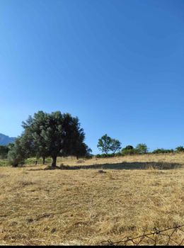 Αγροτεμάχια 6.000 τ.μ. για πώληση