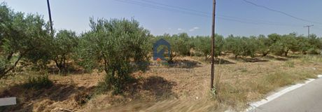 Αγροτεμάχια 5.000 τ.μ. για πώληση