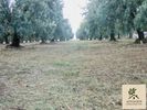 Αγροτεμάχια 8.000τ.μ. για πώληση-Οινιάδες » Νεοχώρι