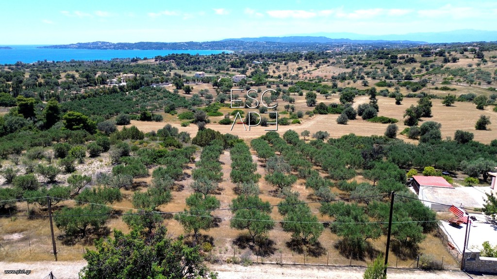 Οικόπεδο 4.016 τ.μ. προς πώληση, Αργολίδα, Κρανίδι