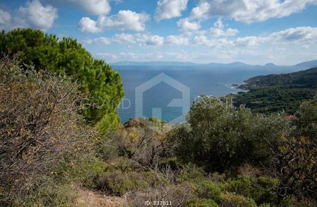 Οικόπεδο 7.000τ.μ. για πώληση-Σκόπελος » Γλώσσα