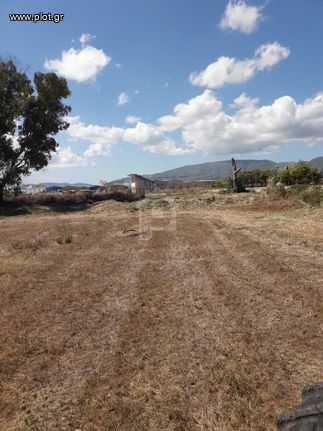 Parcel 5.000 sqm for sale, Zante, Arkadi