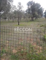 Αγροτεμάχια 1.286 τ.μ. για πώληση, Εύβοια, Αμάρυνθος-thumb-2