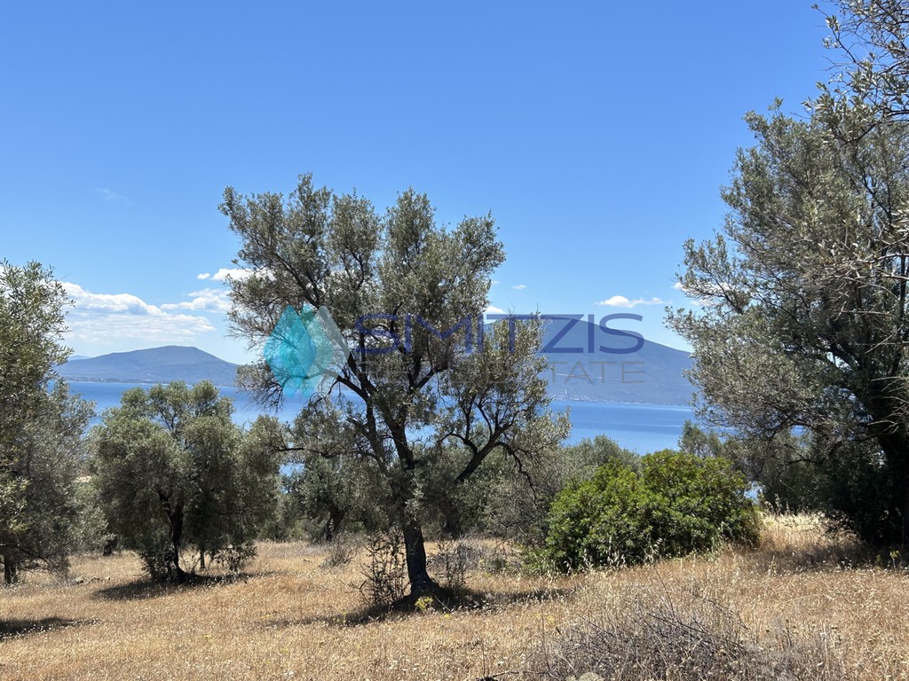 Αγροτεμάχια 8.000 τ.μ. προς πώληση, Πολιτικά