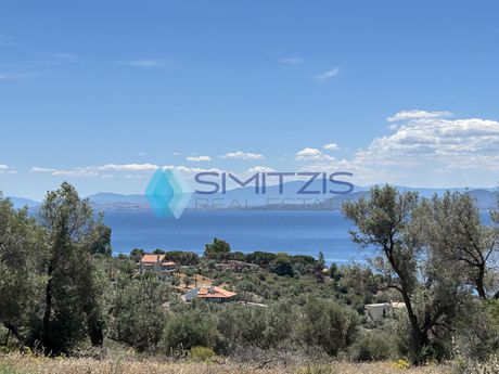 Parcel 8.000sqm for sale-Messapia