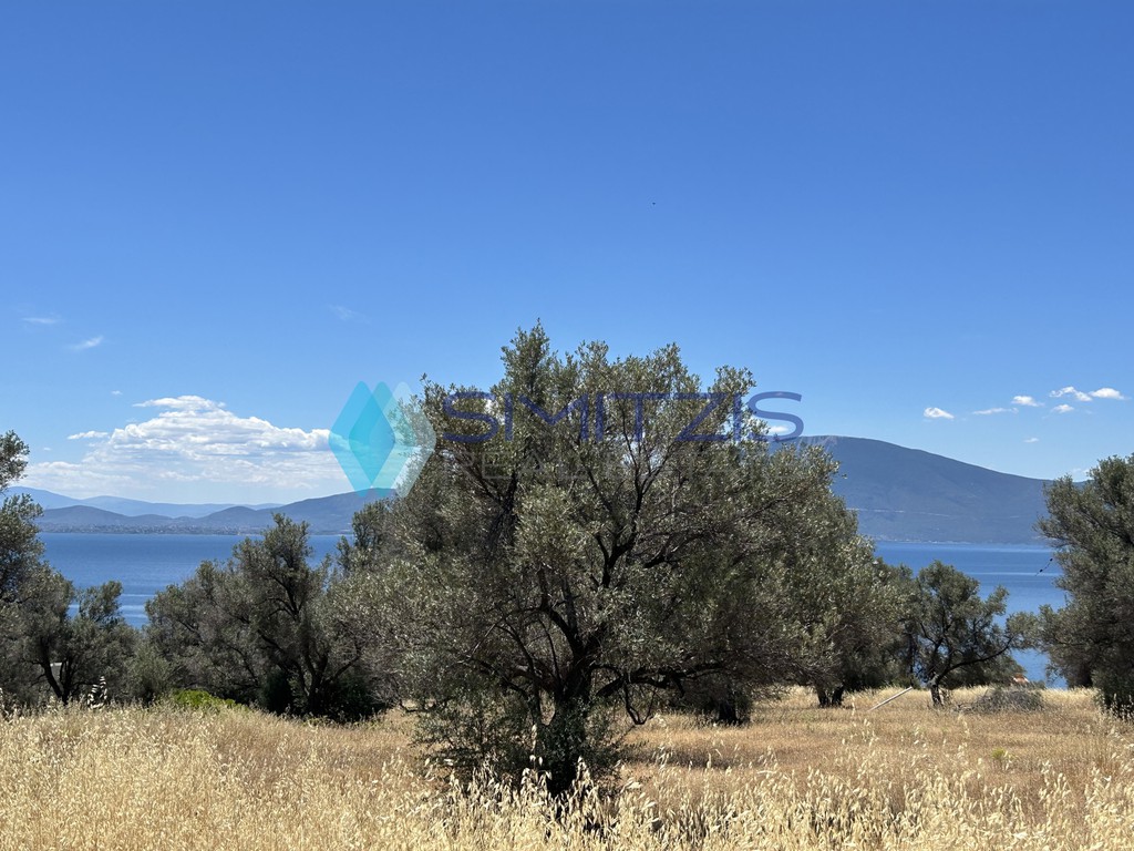 Αγροτεμάχια 8.000 τ.μ. προς πώληση, Πολιτικά