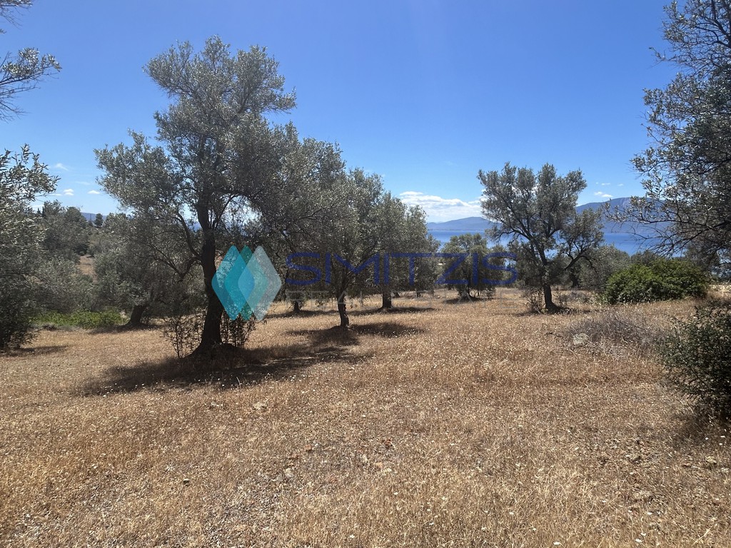 Αγροτεμάχια 8.000 τ.μ. προς πώληση, Πολιτικά