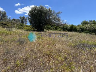 Αγροτεμάχια 6.700 τ.μ. για πώληση, Εύβοια, Μεσσαπία-thumb-7