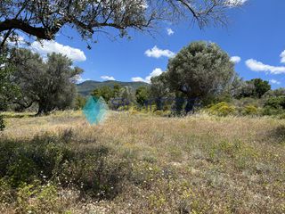 Αγροτεμάχια 6.700 τ.μ. για πώληση, Εύβοια, Μεσσαπία-thumb-8