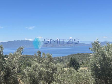 Parcel 10.000sqm for sale-Messapia